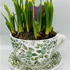 Tea Cup Planter